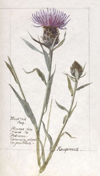Knapweed Conundrum: A Leadership Parable 